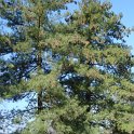 Pinus wallichiana
